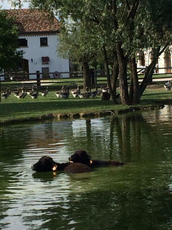 Il Selgaro Agriturismo Hotel Zelarino Екстериор снимка